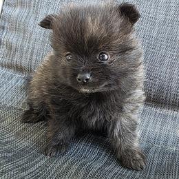 Merlin - Brindle male Pomeranian puppy in Hooksett, New Hampshire from Granite State Pomeranians