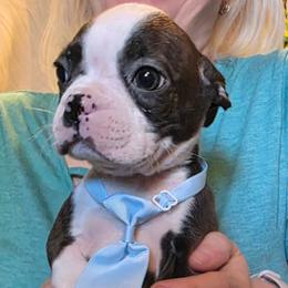 Light blue collar - Brindle and white male Boston Terrier puppy in Anchorage, Alaska from 907 Bostons