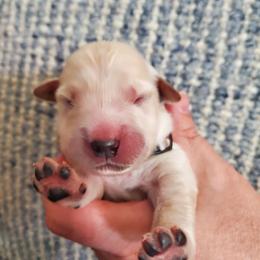Blue collar - Golden Golden Retriever puppy in Sandy, Utah from Golden Meadows of Utah