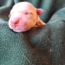 Brown - Golden male Golden Retriever puppy in Lucasville, Ohio from Halo Kennels