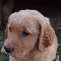 Golden Retrievers from Tammy P. Roth's Golden Retrievers