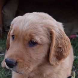 Golden Retrievers from Tammy P. Roth's Golden Retrievers