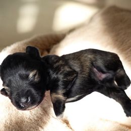 Enzo - Salt and pepper male Miniature Schnauzer puppy in Magalia, California from NorCal Schnauzers