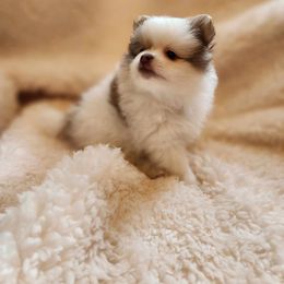 Pomeranian Puppies from Deborah's Darlings