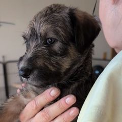Boy 1 - male Lurcher puppy in St. Charles, Illinois from Ashir Kennels