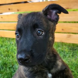 Rahal - Purple - Black brindle female Dutch Shepherd puppy in Carmel, Indiana from Legacy Dutch Shepherds