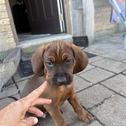 Square - Red male Redbone Coonhound puppy in Angleton, Texas from Dorsett Dogs