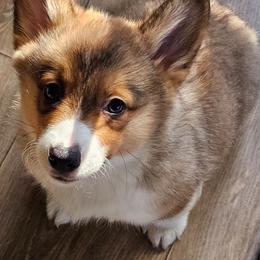 Bruno - Sable male Pembroke Welsh Corgi puppy in Walnut, Iowa from Michelle's House of Corgi's