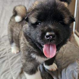 AKC Kohana - Brown, black overlay female Akita puppy in Tombstone, Arizona from WeVolution Off-Grid