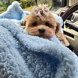 V - Apricot female Maltipoo puppy in Washington from Mt.BakerPoodles&Doodles