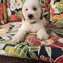Pibb - Parti male Goldendoodle puppy in Fordland, Missouri from K&K's Puppy Kingdom
