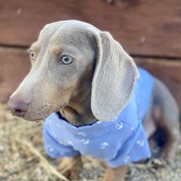 Louie - Dachshund