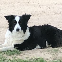Border Collies from Mccurry Farms