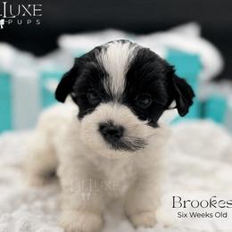 Brookes - Parti male Yorkshire Terrier puppy in Scottsdale, Arizona from Lil Luxe Pups