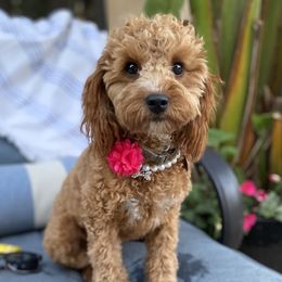 Dolly - Bernedoodle