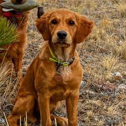 Ramsay - Golden Retriever