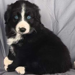 Quill - Black & white Miniature Australian Shepherd puppy in Yucca Valley, California from Pedroza Farm