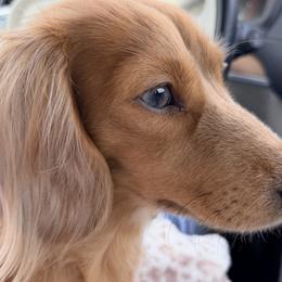Charlotte - Dachshund