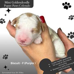 Biscuit - Parti female Goldendoodle puppy in Fort Lupton, Colorado from Puppy Paws Colorado