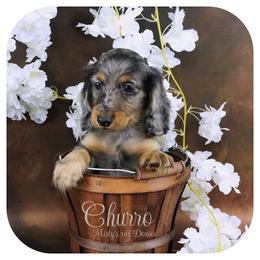 CHURRO - Reserved - Black and tan male Dachshund puppy in Graceville, Florida from Misty's 101 Doxies