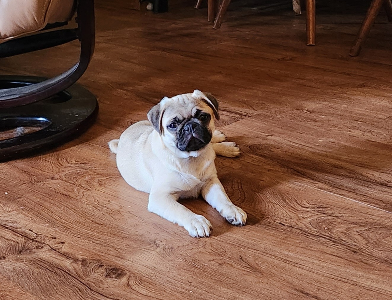 Pug Puppies from Pugs and Kisses from Kansas
