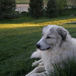 Great Pyrenees Puppies from Heritage Mountain Ranch
