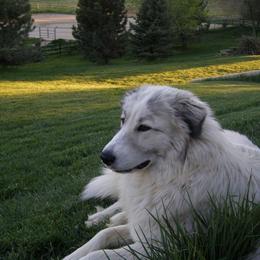 Great Pyrenees Puppies from Heritage Mountain Ranch