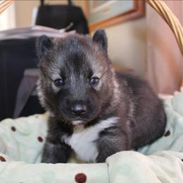 Halestorm - Agouti and white female Siberian Husky puppy in Le Sueur, Minnesota from Tevana Siberians LLC