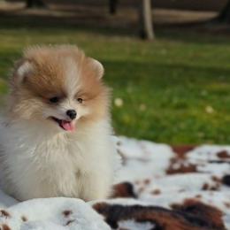 Archer - Blue and tan male Pomeranian puppy in Los Angeles, California from Pommies of LA