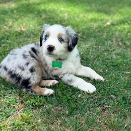 Amore - Blue merle male Australian Shepherd puppy in Plantersville, Texas from Jak Se Auss