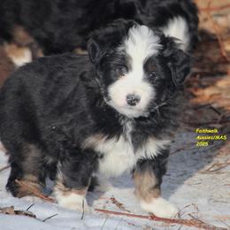 Windy - Black tri female Miniature American Shepherd puppy in Hillsdale, Michigan from Faithwalk Aussies and Mini American Shepherds