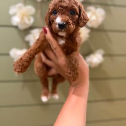 Pistachio - Red female Bernedoodle puppy in Ocala, Florida from Bernedoodles of Florida