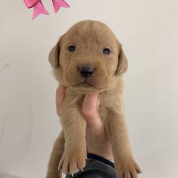 CHAMPAGNE FEMALE (brown) - Yellow female Labrador Retriever puppy in Summit, South Carolina from Southern Pine Labradors