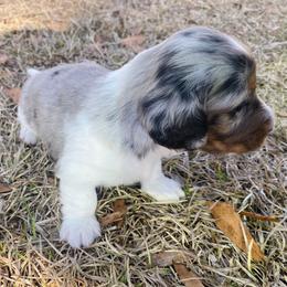Dachshund Puppies from Tweenie Weenie Dachshunds