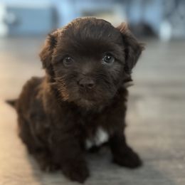 Poppy - Chocolate female Havanese puppy in Kerrville, Texas from Havanese on the Hill