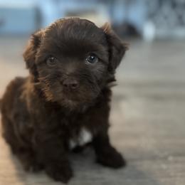 Poppy - Chocolate female Havanese puppy in Kerrville, Texas from Havanese on the Hill