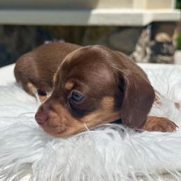 Coco - Chocolate and tan female Dachshund puppy in Menifee, California from Dachshunds in SoCal