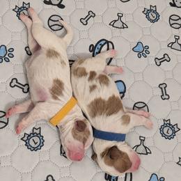 Cavapoo Puppies from Crystal Coast Cavapoodles