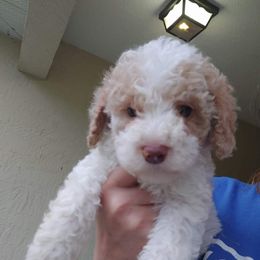 Aussiedoodle Puppies from S & L Oodles of Doodles