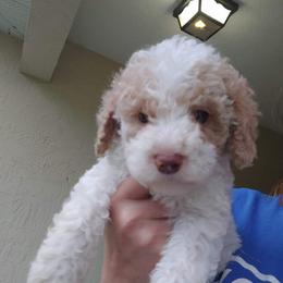 Aussiedoodle Puppies from S & L Oodles of Doodles