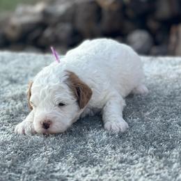 Lilly - Parti female Goldendoodle puppy in Cuero, Texas from Firestorm Kennel