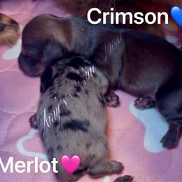 Merlot - Dapple female Dachshund puppy in Jena, Louisiana from Amy’s Mini Doxies