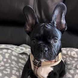 French Bulldogs, Mal-Shis, and Morkies from Woodpecker Ridge Pups