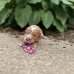 Peter Rabbit - Red  male Goldendoodle puppy in Camden, North Carolina from Oopsie Doodles of NC