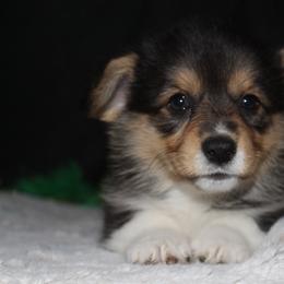 Hershey - Black and tan female Pembroke Welsh Corgi puppy in Washington from Castle View Royal Rumps