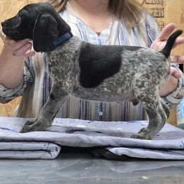 Male 2 - Blue - Black roan male German Shorthaired Pointer puppy in Philomath, Oregon from Calvert Kennels