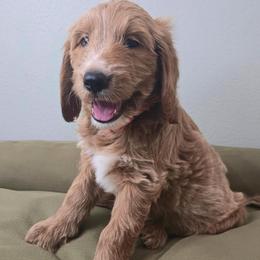 SUNNY - Apricot male Goldendoodle puppy in Sugar Land, Texas from Sugar Doodles