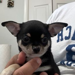 Roco - Black and tan male Chihuahua puppy in Miami, Florida from GioVel Chihuahua and Italian greyhounds
