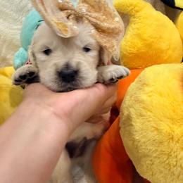 Evee - Light golden female Golden Retriever puppy in Shingle Springs, California from Creamy Retrievers