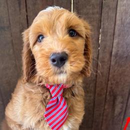 Ridge - Red  male Goldendoodle puppy in Pine Grove, California from Lundee Doodles